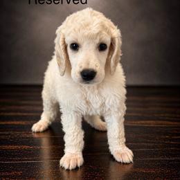Vivian - Parti female Poodle puppy in Washington, Pennsylvania from Patriotic Poodles