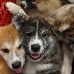 Japanese Akitainus from Shiranui Kennels