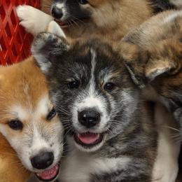 Japanese Akitainus from Shiranui Kennels