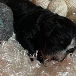 Aussiedoodles and Bernedoodles from Hickory Hideaway Doodles