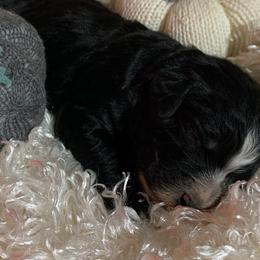 Aussiedoodles and Bernedoodles from Hickory Hideaway Doodles