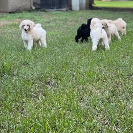 Poodle Puppies from Honeycutt Akc Standard Poodles