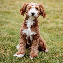 Chewie - Goldendoodle