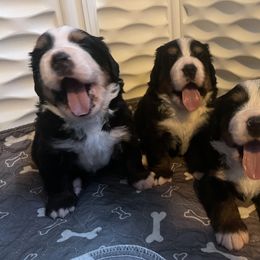 Bernese Mountain Dog Puppies from Summit Soulmate