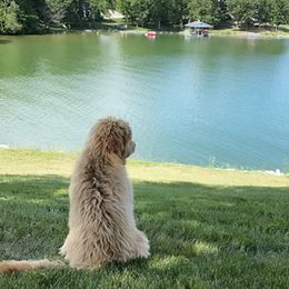 Goldendoodle Puppies from Hobble Creek Farms