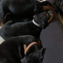 German Pinschers from Diamond Bay German Pinschers