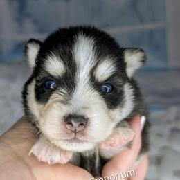 Lightning -2200 - Black and white male Pomsky puppy in Spring Hill, Florida from www.PuppyTimeEmporium.com