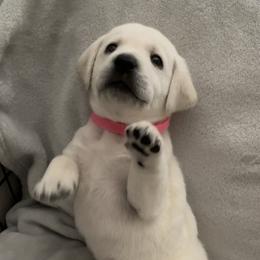 Labrador Retriever Puppies from Moca's Labrador's