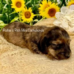 Archer - Cream male Dachshund puppy in Lakeland, Florida from Ruthie’s Rich Mini Dachshunds