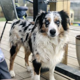 Jasmine - Miniature Australian Shepherd