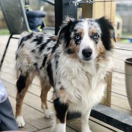 Jasmine - Miniature Australian Shepherd