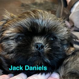 Jack Daniels - Red and tan male Shih Tzu puppy in Bloomfield, Indiana from Meihem Pups