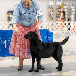 Labrador Retriever Puppies from BAK Forty Ranch