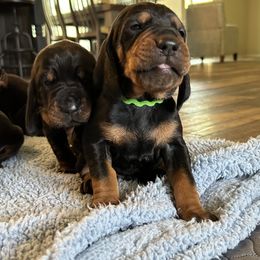 Black and Tan Coonhound Puppies from Classic Coonhounds