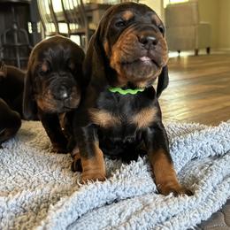 Black and Tan Coonhound Puppies from Classic Coonhounds