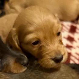 Bella - Red female Dachshund puppy in Edinburg, Virginia from Hunter Lane Dachshunds
