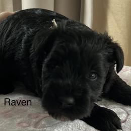 Raven - Black female Miniature Schnauzer puppy in Newburgh, Indiana from Lakehouse Miniature Schnauzers of Southern Indiana