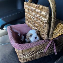Cavalier King Charles Spaniel Puppies from SHANNON'S CAVALIERS
