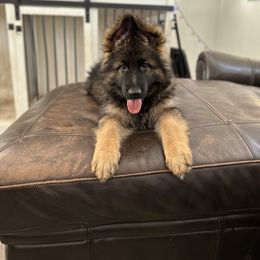 German Shepherd Puppies from Vom Cronje Haus German Shepherds