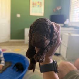 Brown 2 - Chocolate female Labradoodle puppy in Shingle Springs, California from California Double Doodles