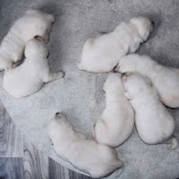 Labrador Retriever Puppies from Penny Lane Labradors