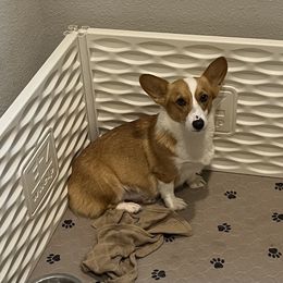 Gracie - Pembroke Welsh Corgi