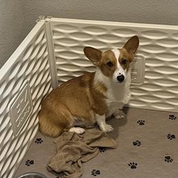 Gracie - Pembroke Welsh Corgi