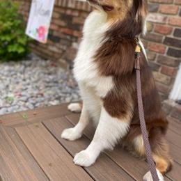 Australian Shepherd Puppies from Grand Ridge Australian Shepherds