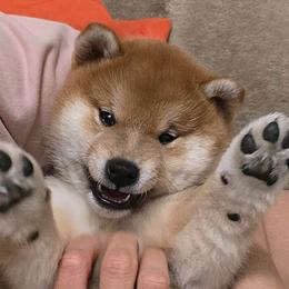 Shiba Inu Puppies from Diwasou