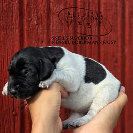 Boy 5 - Black roan male German Shorthaired Pointer puppy in China Township, Michigan from Snell's Superior Kennel Dobermann & GSP
