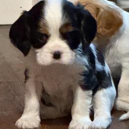 Boy 5 - Tri-color male Cavalier King Charles Spaniel puppy in Clintonville, Wisconsin from Whispering Meadows Performances Horses and Cavalier King Charles Spaniels