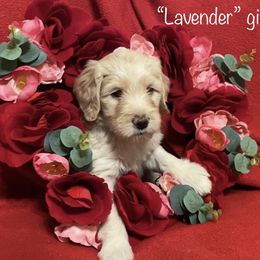 Goldendoodle Puppies from Golden GoldenDoodles