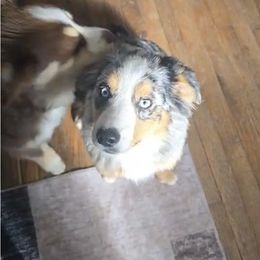 Boy 2 - located in Northern Michigan - Blue merle male Australian Shepherd puppy in Rockford, Illinois from Andover Aussies