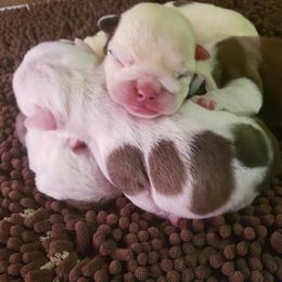 Bulldog and Shetland Sheepdog Puppies from Smooch-A-Bulls English Bulldogs & M&M Shelties