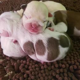 Bulldog and Shetland Sheepdog Puppies from Smooch-A-Bulls English Bulldogs & M&M Shelties