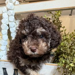 Chocolate bi color - Red tri-color male Aussiedoodle puppy in Valdosta, Georgia from Fifth Day Farm