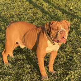 Bakardi - Bulldog