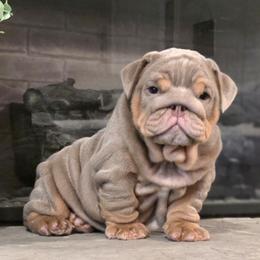Bulldog puppies from BangerBulls