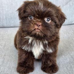Reese - Chocolate male Shih Tzu puppy in Jenks, Oklahoma from Northstar Shih Tzu