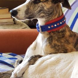 Whippets from Debra Stafford's Whippets