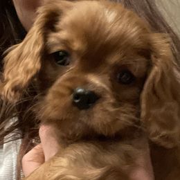 Gus - Cavalier King Charles Spaniel puppy in Tremonton, Utah from Sage Hill Cavaliers