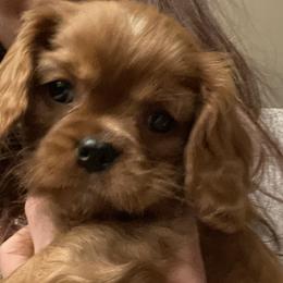 Gus - Cavalier King Charles Spaniel puppy in Tremonton, Utah from Sage Hill Cavaliers