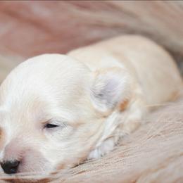 Colter - Cream male Maltipoo puppy in Rainbow City, Alabama from Southland Farm Kennels