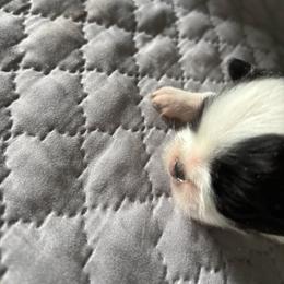 Girl 3 - White and black female Japanese Chin puppy in Connecticut from Lissette's pups chins and bullies