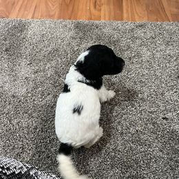 Aussiedoodle and Poodle Puppies from Covington Acres