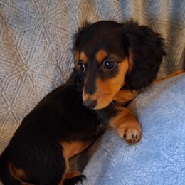 S'mores - Black and tan female Dachshund puppy in Clarkston, Michigan from Dax Place