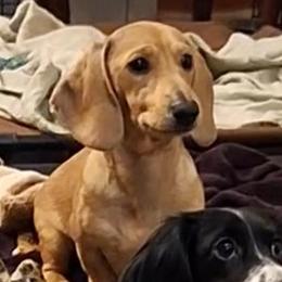 Gunner - Dachshund