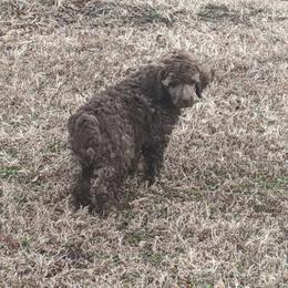 "Samson" Poodle Puppies from Rockin' Rose Standard Poodles