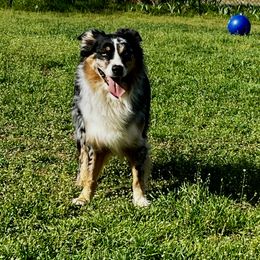 Cruz - Australian Shepherd