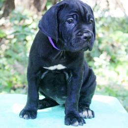 Cane Corso Puppies from Harlow Cane Corso